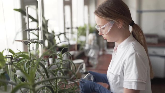 Female Scientist in Biological Laboratory Wearing Protective Glasses and Gloves Testing Pesticide on Plant With Liquid From Volumetric Flask. Blurred Background