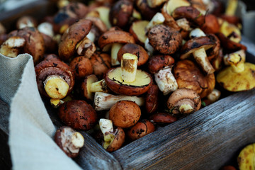 Fresh forest mushrooms in crate