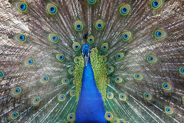 Obraz premium Amazing peacock during his exhibition