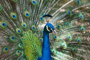 Naklejka na ściany i meble Amazing peacock during his exhibition