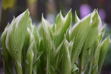 Funkie (Hosta)