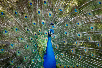 Fototapeta premium Amazing peacock during his exhibition