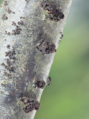 Currant cup fungus, Godronia ribis, an early spring fungus growing on redcurrant, Ribes rubrum