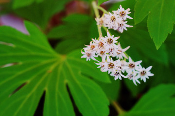 イワヤツデ（タンチョウソウ）の花
