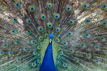 Fototapeta premium Amazing peacock during his exhibition