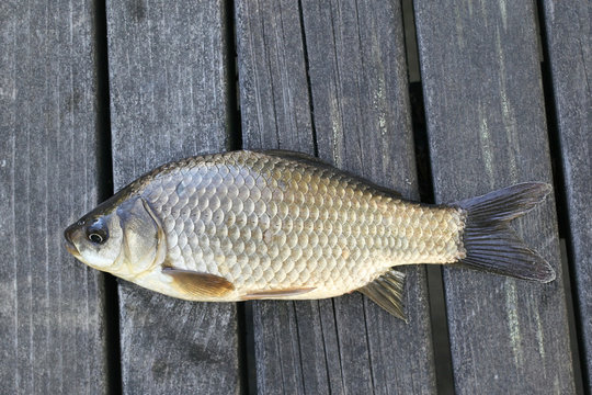 Prussian carp, silver Prussian carp or Gibel carp, Carassius gibelio, a harmful invasive species