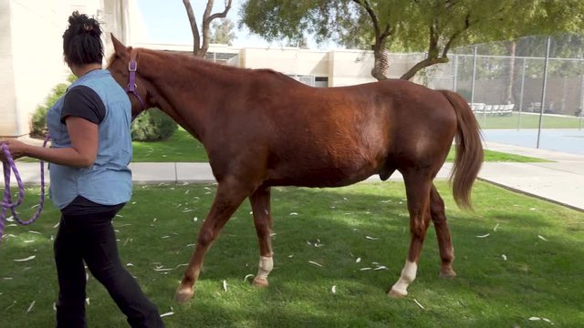 Leading a Warm blood named Tia to client for equine therapy.