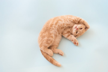 Cute little kitten with paws up on blue background. Copy space for text. Animals protection...