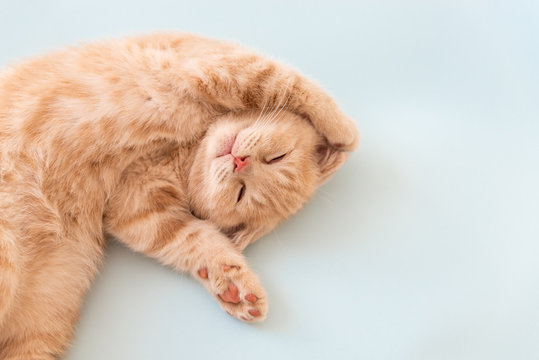Cute Sleeping kitten with paws up on blue background. Copy space. For banner. Cozy home concept
