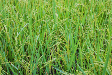 Green fields outside the city