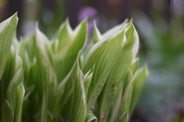 Funkie (Hosta)