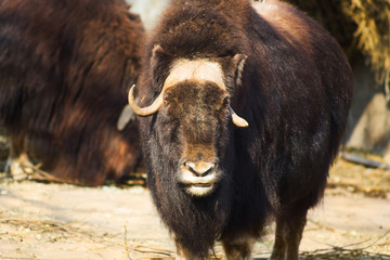 Wild musk ox in the nature. Wildlife of big animals. Yak