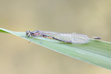 Variable damselfly or variable bluet, Coenagrion pulchellum
