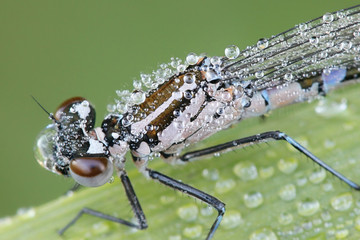 Variable damselfly or variable bluet, Coenagrion pulchellum