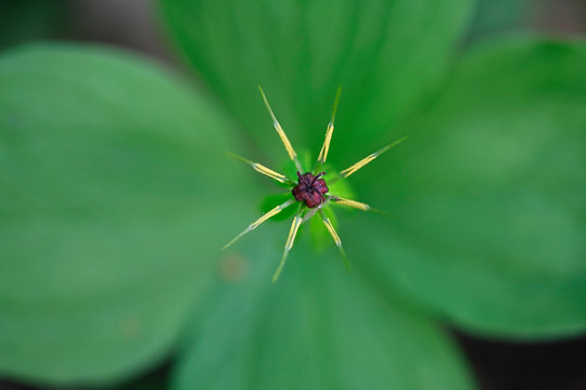 Paris quadrifolia, the herb-paris or true lover's knot, a traditional medicinal plant