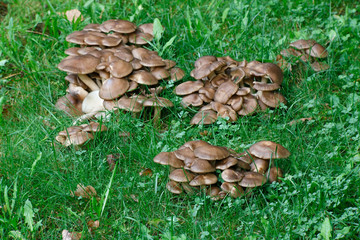 Lyophyllum decastes,  known as the fried chicken mushroom or  clustered domecap
