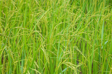Green fields outside the city