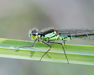 Norfolk damselfly or dark bluet, Coenagrion armatum