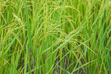 Green fields outside the city