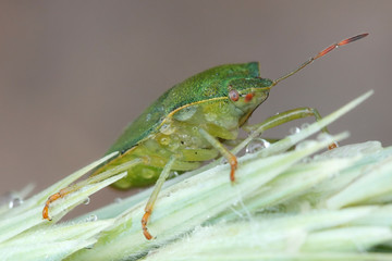 Green shield bug, or stink bug, Palomena prasina