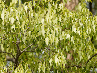 Micocoulier de Provence (Celtis australis). Rameaux garnis de jeunes fruits verts micocoules au printemps