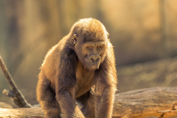 Adolescent Gorilla sitting in the sunshine.