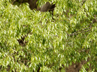 Celtis australis - Micocoulier de Provence ou Micocoulier du Midi aux feuilles ovales et dentées ressemblant à des feuilles d'orties