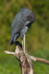 Little blue heron in Tortuguero NP in Costa Rica