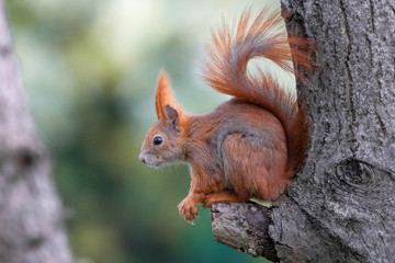 squirrel on tree