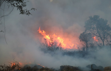 Forest fire with heavy smoke foreground in tropical forest. Cause of deforestation. 