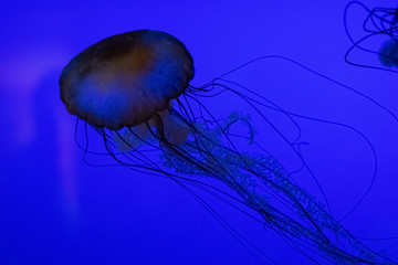 blue jellyfish in water