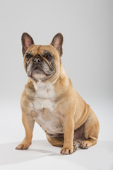 Studio portrait of an expressive French Bulldog dog against neutral background