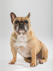 Studio portrait of an expressive French Bulldog dog against neutral background