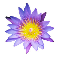 Water Lily or Lotus Flower Isolated on White Background.