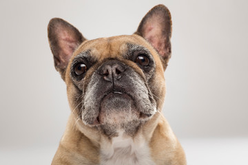 Fototapeta premium Studio portrait of an expressive French Bulldog dog against neutral background