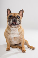 Studio portrait of an expressive French Bulldog dog against neutral background