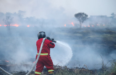 Closeup of firefighter in red uniform doing his work to control extensive fire in agricultural...