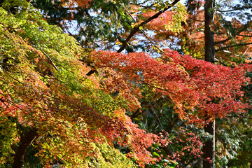 紅葉