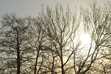 Bäume im Nebel, Sonne