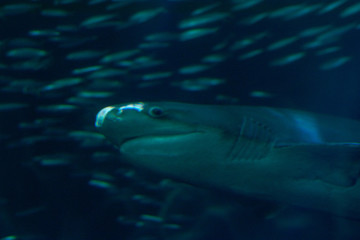 shark with fish in background