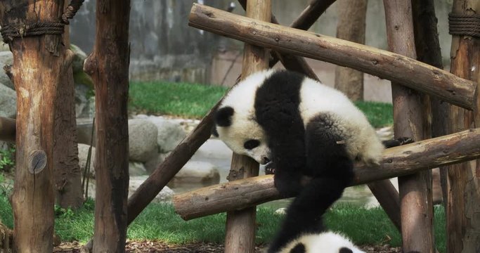 Two naughty panda amusing themselves by wooden stake on a sunny day. One panda crawling up and down the wooden support playing with another panda.