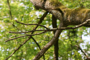 nature