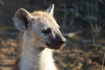 Tüpfelhyäne / Spotted Hyaena / Crocuta crocuta.