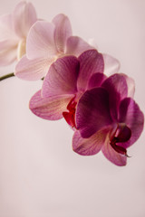 white-pink Orchid on a light background