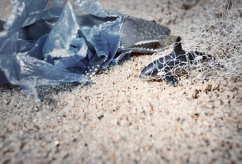 Big whale and baby dolphin tangled in  plastic bag washed and fishing net . Environmentalism and plastic awareness concept background.