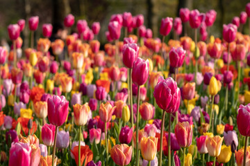 Colourful tulips laid out at Keukenhof Gardens, Lisse, South Holland. Keukenhof is known as the Garden of Europe.