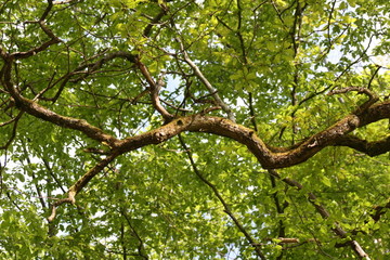 nature