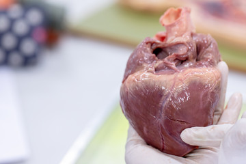 Student learning anatomy raw pig heart for education in laboratories.