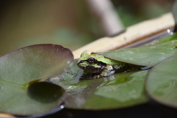the frog on the water lilies / 睡蓮の葉に隠れるアマガエル(接写)