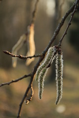 Earrings on the branches of trees in spring time